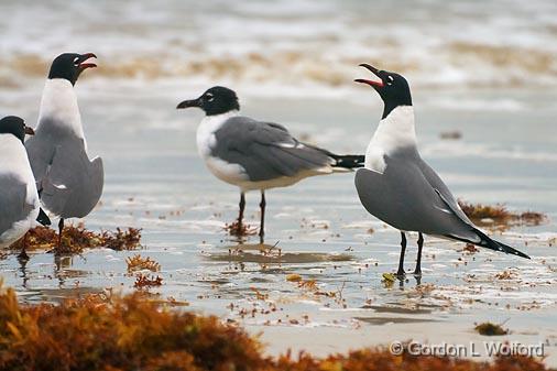 Gull Duet_42802.jpg - Laughing Gulls (Leucophaeus atricilla)Photographed along the Gulf coast on Mustang Island near Corpus Christi, Texas, USA.